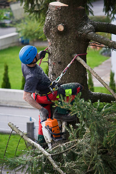 Shrewsbury, PA  Tree Services Company